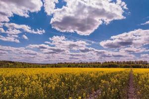 champ de canola en fleurs et ciel bleu avec des nuages blancs photo