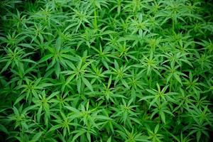 jeunes plants de cannabis, marijuana