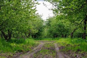 chemin de terre dans le jardin de pommiers d'été à la lumière du jour photo