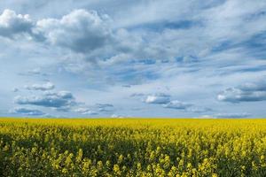 champ de canola en fleurs et ciel bleu avec des nuages blancs photo