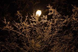 branches d'hiver couvertes de neige avec lampe de rue à l'intérieur la nuit d'hiver photo