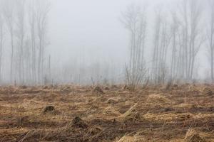 champ d'herbe sèche au matin de printemps brumeux avec des arbres flous en arrière-plan photo