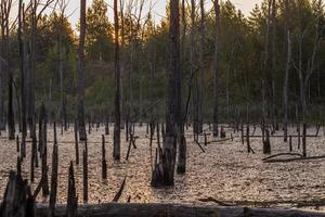 matin dans le marais d'été avec des troncs d'arbre droits gris secs verticaux photo