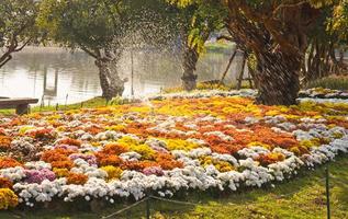 jardin fleuri avec arroseur pulvérisant de l'eau photo