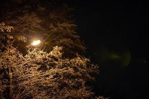 branches d'hiver couvertes de neige avec lampe de rue à l'intérieur la nuit d'hiver photo