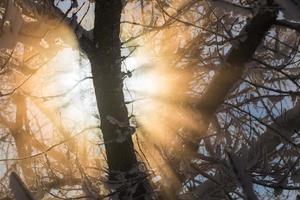 soleil brûlant à travers les branches couvertes de neige fond photo