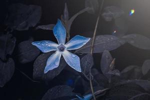 fleur bleue romantique dans le jardin au printemps, fond sombre photo