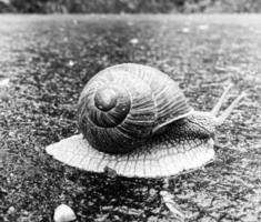 gros escargot en coquille rampant sur route mouillée dépêchez-vous à la maison photo