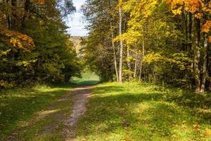 prairie automnale ensoleillée et forêt jaune sur ses bords photo