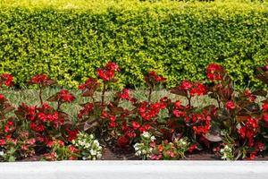 ligne de bégonia rouge et blanc dans un lit de fleur ouvert de jardin avec fond de couverture verte photo