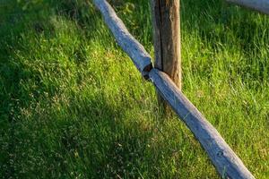fragment de clôture en rondins rustique et d'herbe fraîche photo