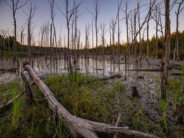 matin dans le marais d'été avec des troncs d'arbre droits gris secs verticaux photo