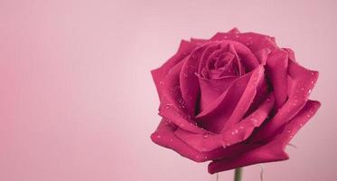 rose fraîche rose avec gouttelette sur pétale. fleur symbole de l'amour et de la saint valentin. gros plan tourné en studio photo