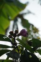 les fruits, les fleurs et les feuilles de senggani ou melastoma sont utilisés pour la médecine et le colorant alimentaire naturel photo