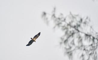 faucon volant sous un ciel gris photo
