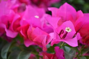 fleurs de bugambilia rose photo