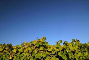 fond horizontal de vignoble photo