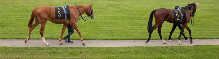 promenant les chevaux sur l'hippodrome. chevaux en mouvement avant les courses de chevaux. 17.09.2022. sluzewiec, varsovie. Pologne photo