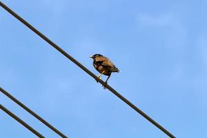 les oiseaux sont assis sur des fils transportant de l'électricité. photo