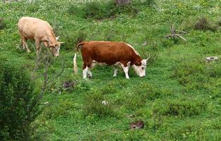 un troupeau de vaches paissent dans une clairière dans le nord d'israël. photo