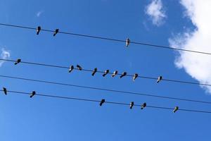 les oiseaux sont assis sur des fils transportant de l'électricité. photo