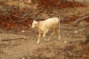 un troupeau de vaches paissent dans une clairière dans le nord d'israël. photo