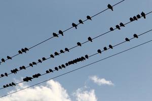 les oiseaux sont assis sur des fils transportant de l'électricité. photo