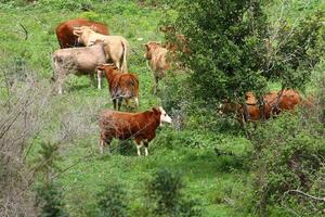 un troupeau de vaches paissent dans une clairière dans le nord d'israël. photo