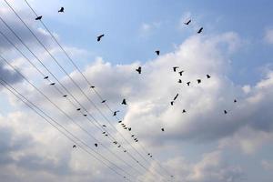 les oiseaux sont assis sur des fils transportant de l'électricité. photo