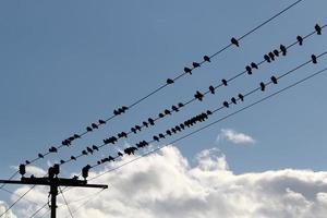 les oiseaux sont assis sur des fils transportant de l'électricité. photo