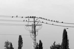 les oiseaux sont assis sur des fils transportant de l'électricité. photo