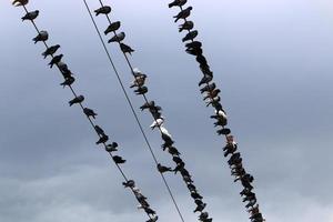 les oiseaux sont assis sur des fils transportant de l'électricité. photo