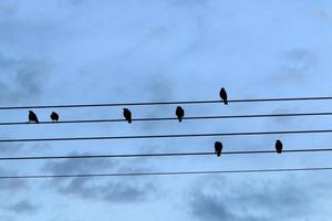les oiseaux sont assis sur des fils transportant de l'électricité. photo