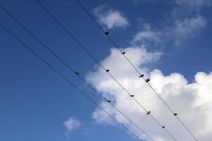 les oiseaux sont assis sur des fils transportant de l'électricité. photo