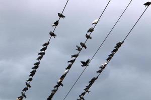 les oiseaux sont assis sur des fils transportant de l'électricité. photo