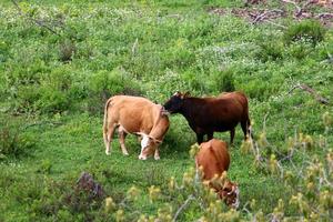 un troupeau de vaches paissent dans une clairière dans le nord d'israël. photo