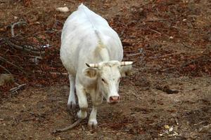 un troupeau de vaches paissent dans une clairière dans le nord d'israël. photo