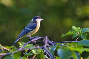 Mésange charbonnière dans l'arbre photo