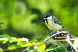 Mésange charbonnière dans l'arbre photo