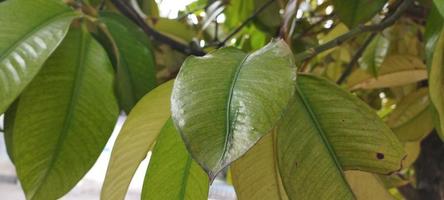 les feuilles vertes donnent une sensation d'arbre qui convient à l'utilisation de l'arrière-plan photo