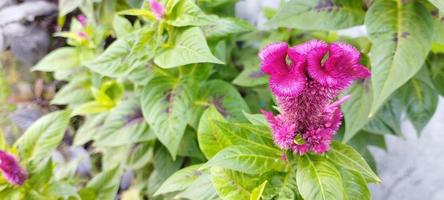 la plante du peigne du poulet est rose et les feuilles sont vertes photo