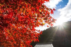 scène pittoresque de l'automne au japon photo