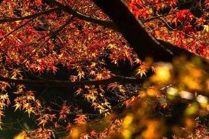 scène pittoresque de l'automne au japon photo
