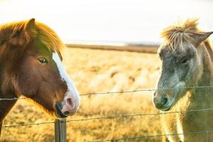 cheval islandais vivant dans une ferme photo