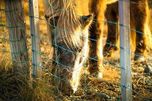 cheval islandais vivant dans une ferme photo