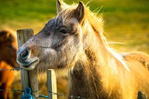 cheval islandais vivant dans une ferme photo