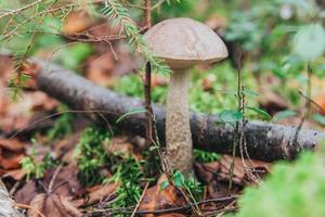 petit champignon comestible avec capuchon brun penny bun leccinum sur fond de forêt d'automne de mousse. champignon dans le milieu naturel. gros champignon macro gros plan. paysage naturel d'été et d'automne inspirant photo