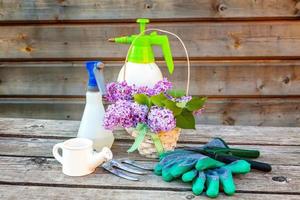 outils de jardinage, arrosoir, pelle, bêche, sécateur, râteau, gant, fleurs lilas sur table en bois vintage. printemps ou été dans le jardin, éco, nature, fond de concept de passe-temps horticole. photo