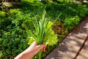 salade de laitue et feuilles d'oignon sous les gouttes de pluie. gros plan de la main de l'agriculteur tenant des feuilles de laitue fraîche sur fond de verts flous. concept de régime végétarien biologique végétalien d'aliments de santé biologique. photo