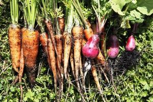 carottes et betteraves cueillies du jardin photo